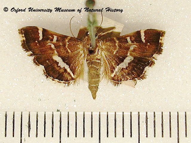 Hymenia perspectalis hymenia perspectalis African Moths