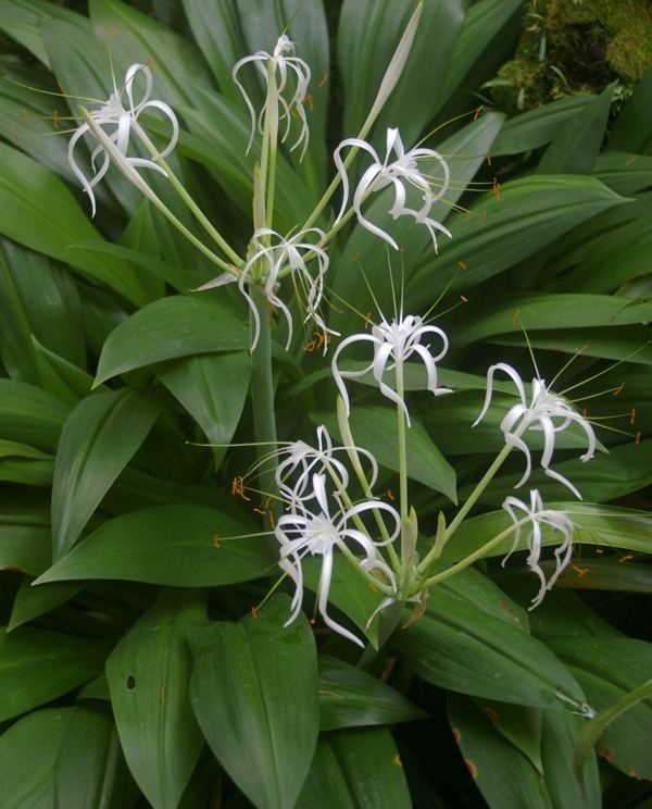 Hymenocallis Spider lilies of summer and autumn GardenDrum