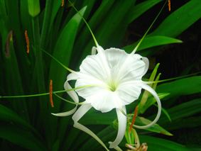 Hymenocallis acutifolia