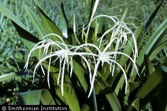 Hymenocallis caribaea Plants Profile for Hymenocallis caribaea Caribbean spiderlily