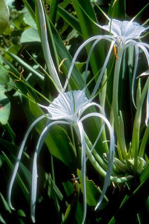 Hymenocallis latifolia IRC Natives for Your Neighborhood