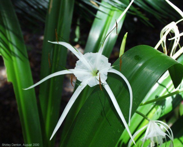 Hymenocallis latifolia Florida Native Plant Society