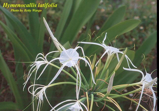 Hymenocallis latifolia Hymenocallis latifolia Species Page ISB Atlas of Florida Plants