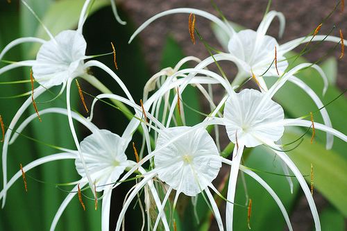 Hymenocallis littoralis Hymenocallis littoralis Spider Lily Beach Spider Lily Lilies