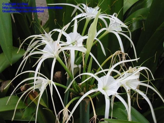 Hymenocallis speciosa PlantFiles Pictures Spider Lily Hymenocallis speciosa by jrozier