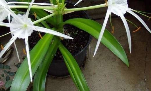 Hymenocallis speciosa Spider Lily Hymenocallis speciosa