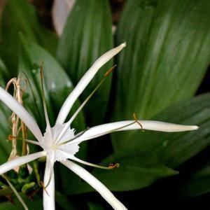 Hymenocallis speciosa Spider Lily Hymenocallis speciosa in the Spider Lilies Database