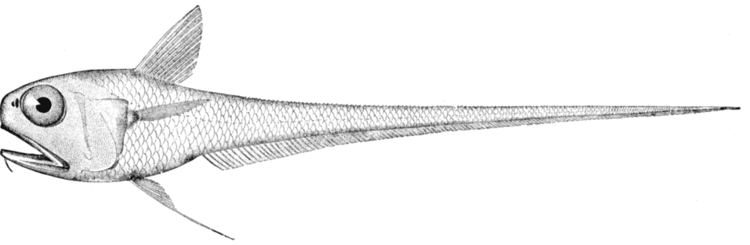 Hymenocephalus (fish)