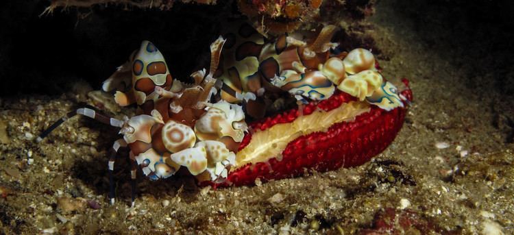 Hymenocera Harlequin Shrimps Hymenocera pictaScubafish News