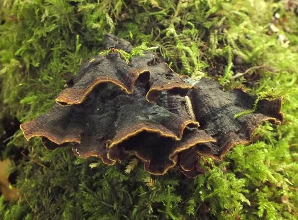 Hymenochaete Hymenochaete rubiginosa Oak Curtain Crust fungus