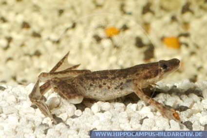 Hymenochirus boettgeri Hymenochirus boettgeri alias African dwarf frog Hippocampus