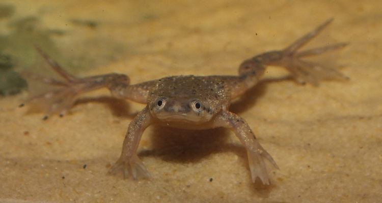 Hymenochirus boettgeri African dwarf clawed frog Hymenochirus boettgeri Flickr