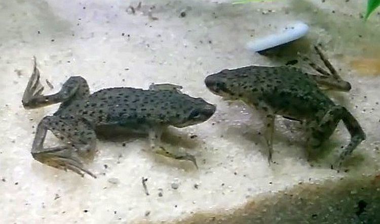 Hymenochirus boettgeri Congo Dwarf Clawed Frog Hymenochirus boettgeri Tropical Fish Keeping
