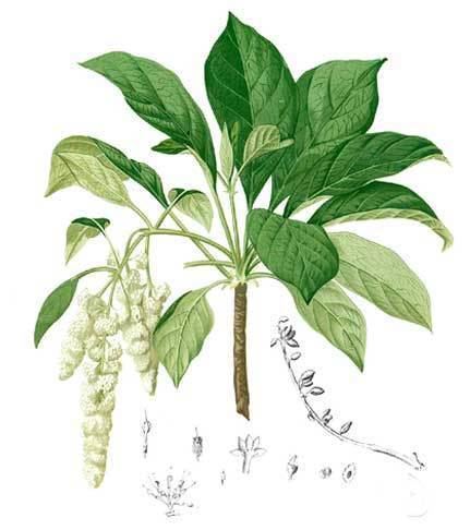 Hymenodictyon Hibau Hymenodictyon excelsum Roxb Wall BRIDAL COUCH PLANT