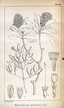 Hymenodictyon parvifolium httpsuploadwikimediaorgwikipediacommonsthu