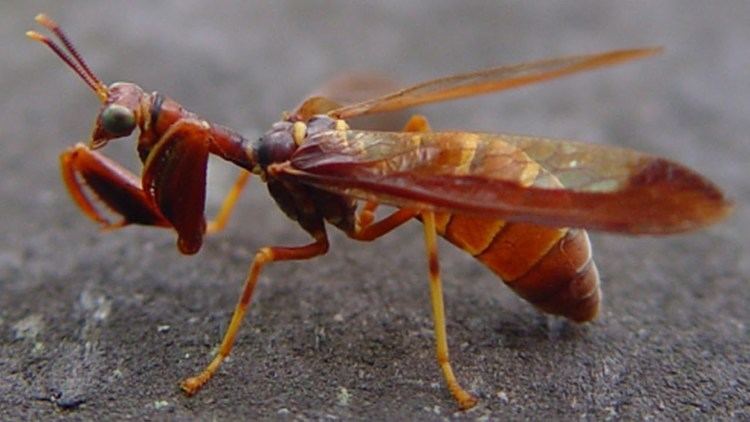 Hymenoepimecis argyraphaga Top 10 Weird and Disturbing Parasites YouTube