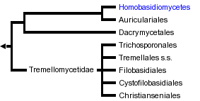 Hymenomycete Hymenomycetes
