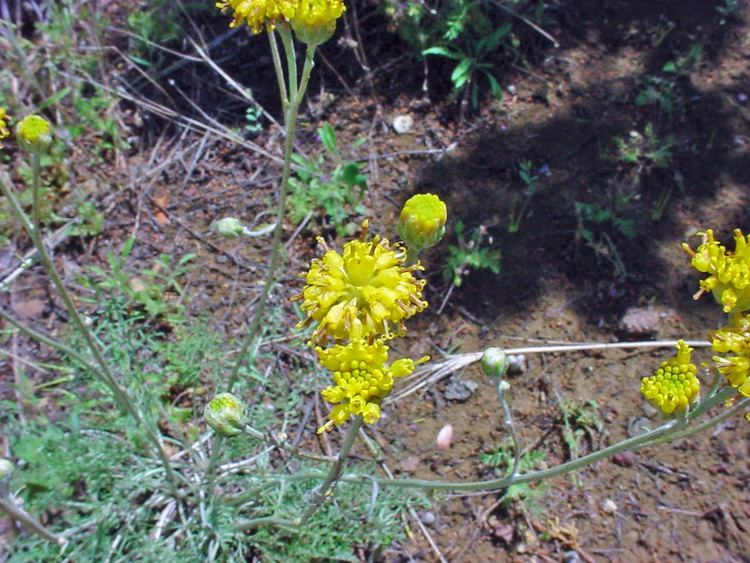 Hymenopappus filifolius Vascular Plants of the Gila Wilderness Hymenopappus filifolius