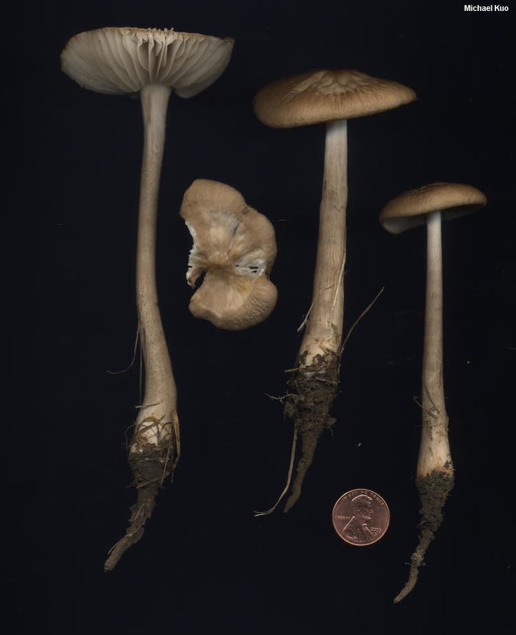 Hymenopellis Hymenopellis megalospora MushroomExpertCom