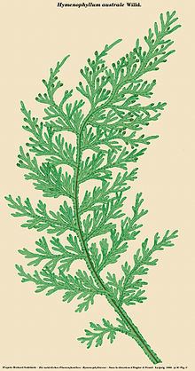 Hymenophyllum australe httpsuploadwikimediaorgwikipediacommonsthu