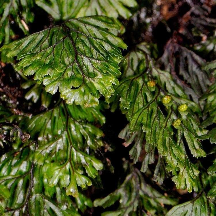 Hymenophyllum Flora of North America Genus Hymenophyllum