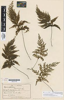 Hymenophyllum demissum httpsuploadwikimediaorgwikipediacommonsthu