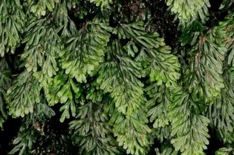 Hymenophyllum tunbrigense Hymenophyllum tunbrigense L Sm Tunbridge filmy fern