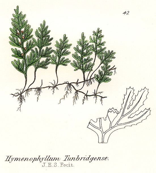 Hymenophyllum tunbrigense British ferns Hymenophyllum tunbrigense L Sm