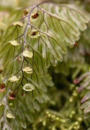 Hymenophyllum tunbrigense tunbrigense