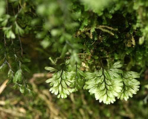 Hymenophyllum wilsonii Ferns in Britain and Ireland Hymenophyllum wilsonii Wilson39s