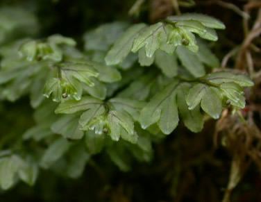 Hymenophyllum wilsonii wilsonii