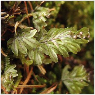 Hymenophyllum wilsonii Irish ferns Wilsons Filmyfern
