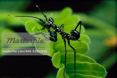 Hymenopodidae Ant mimic mantid Hymenopodidae nymph New Mexico Stock Photo
