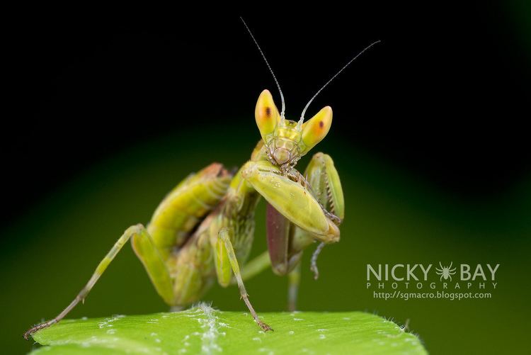 Hymenopodidae Flower Mantis nymph Hymenopodidae DSC3690 Nicky Bay Flickr