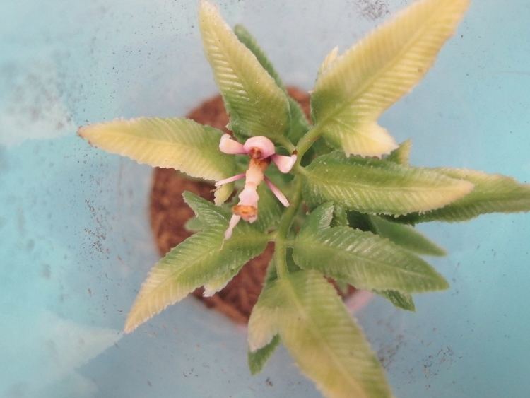 Hymenopus Pink Orchid Mantis Hymenopus coronatus