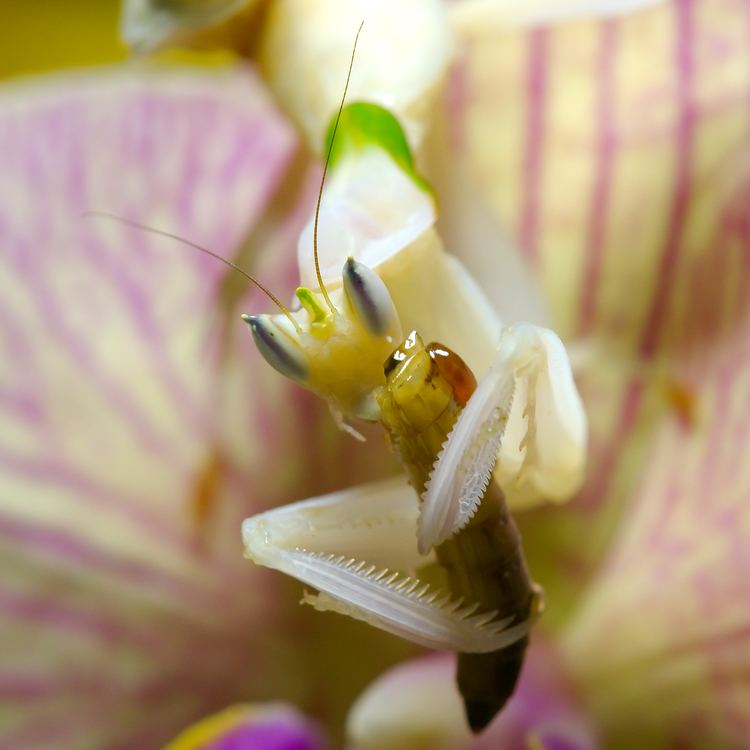Hymenopus Hymenopus coronatus named Walking Flower Mantis and Pink Orchid