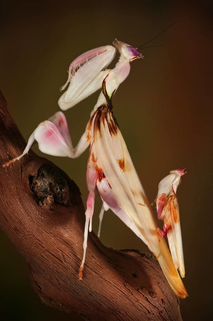 Hymenopus coronatus Orchid Mantis hymenopus coronatus Ant39s Kingdom