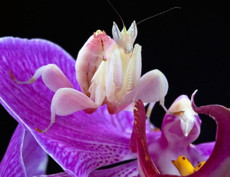 Hymenopus coronatus Hymenopus coronatus named Walking Flower Mantis and Pink Orchid