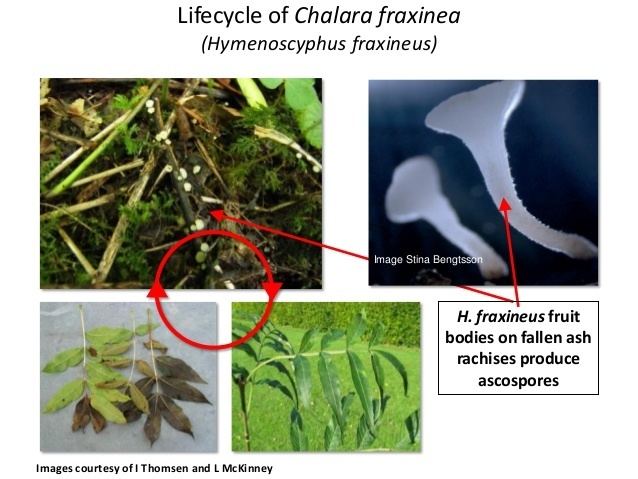 Hymenoscyphus fraxineus Biology of Chalara fraxinea identification and reporting of infected