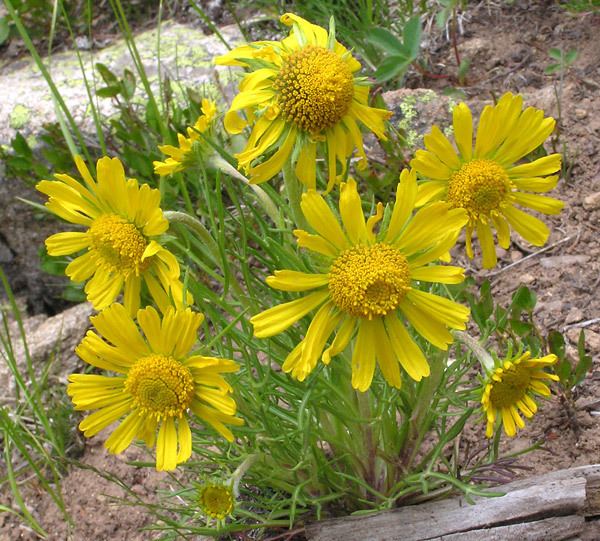 Hymenoxys grandiflora - Alchetron, The Free Social Encyclopedia