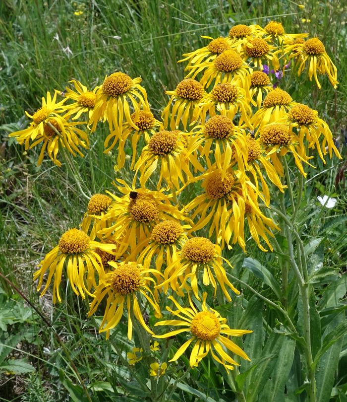 Hymenoxys hoopesii Southwest Colorado Wildflowers Hymenoxys hoopesii