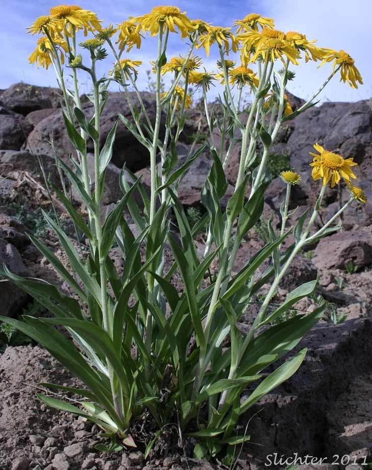 Hymenoxys hoopesii Sneezeweed Owl39sclaws Hymenoxys hoopesii Synonyms Dugaldia