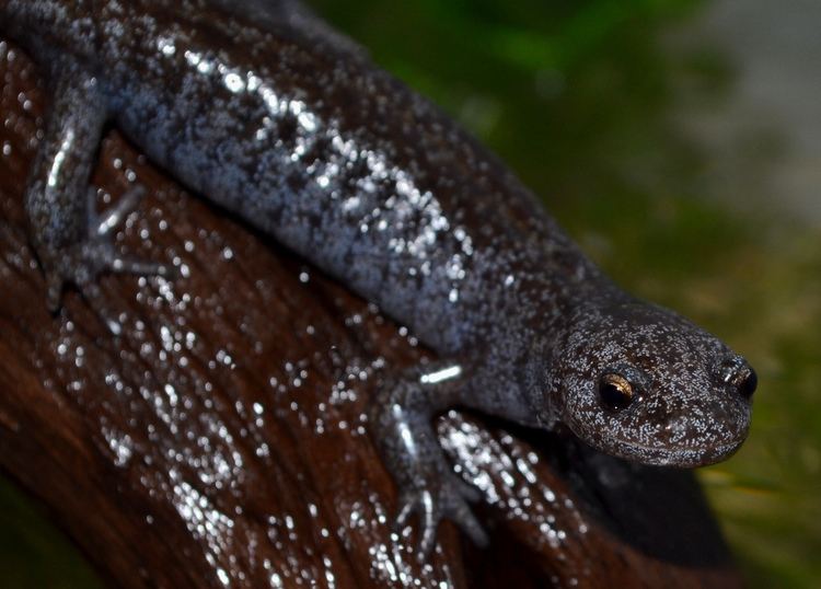 Hynobius Hynobius tokyoensis Tokyo Salamander Nomenclature Hynobiu Flickr