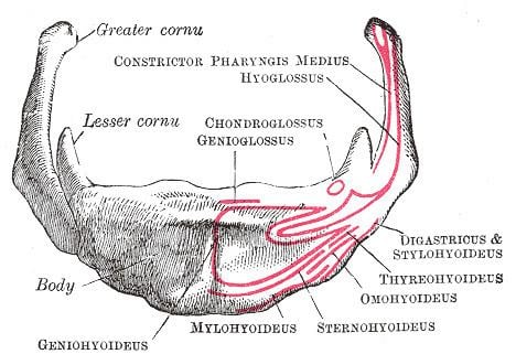 Hyoid bone