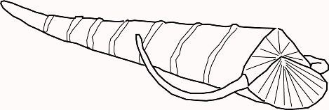 Hyolitha Fossil Plot Glossary Home