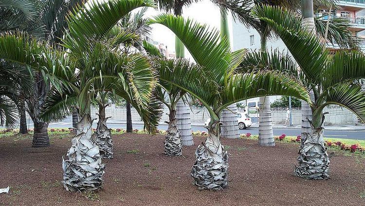 Hyophorbe Hyophorbe lagenicaulis Palmpedia Palm Grower39s Guide