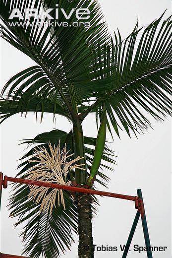Hyophorbe amaricaulis Loneliest palm photo Hyophorbe amaricaulis G106662 ARKive