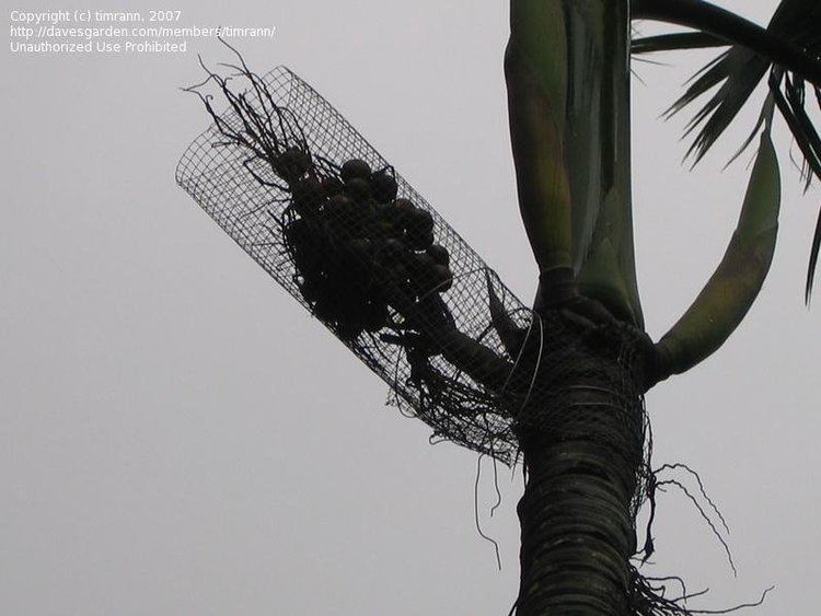 Hyophorbe amaricaulis PlantFiles Pictures Loneliest Palm Hyophorbe amaricaulis by timrann
