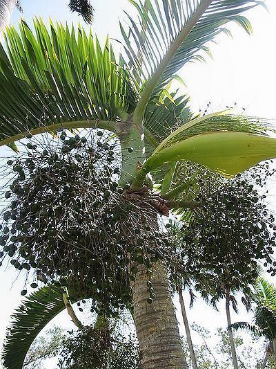 Hyophorbe lagenicaulis Hyophorbe lagenicaulis Palmpedia Palm Grower39s Guide