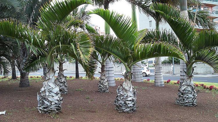 Hyophorbe lagenicaulis Hyophorbe lagenicaulis Palmpedia Palm Grower39s Guide